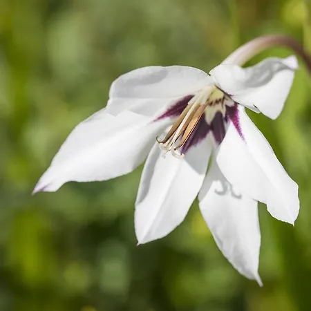 Ausserraingut * Flachau