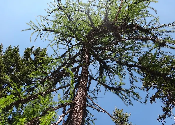 Appartement Ausserraingut