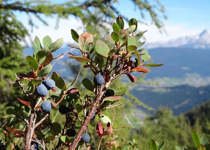 Daire Ausserraingut Flachau